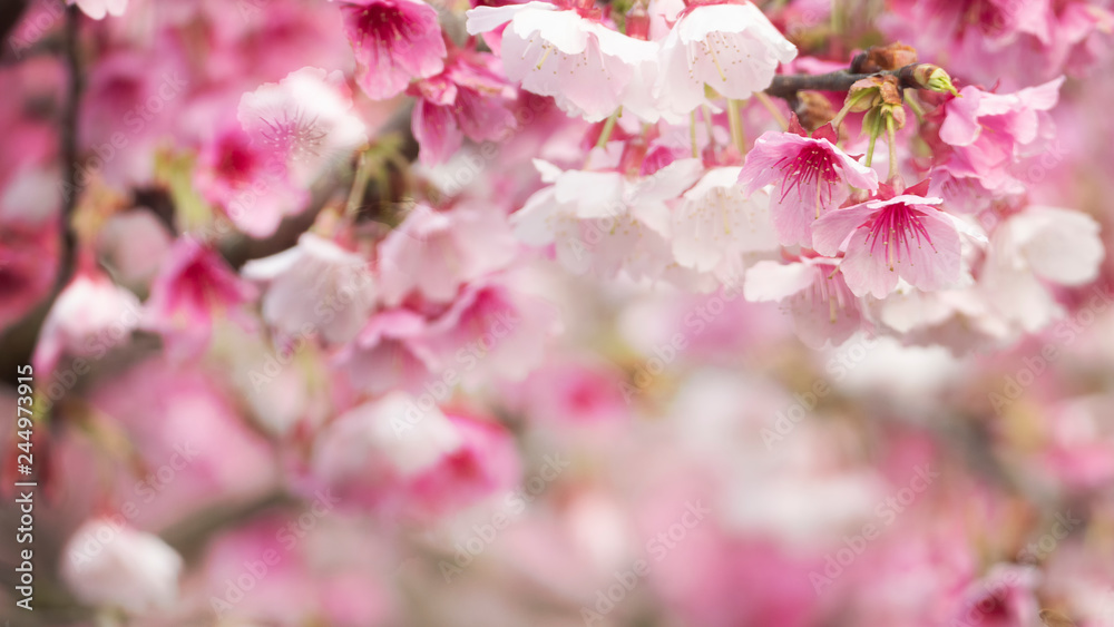 Sakura Flower or Cherry Blossom With Beautiful Nature Background