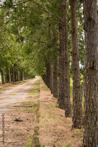 forest  tree  road 2