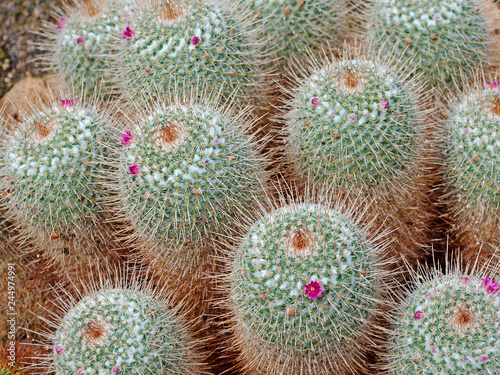 Kakteen, Mammillaria geminispina photo