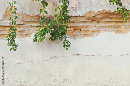 Old Damaged Brick Plaster Wall with Hanging Creeping Plants
