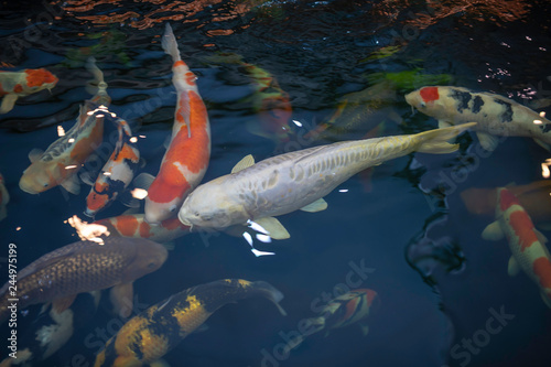 Many koi fish swim in the pond.