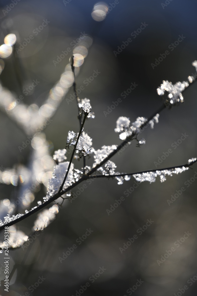 snow crystals on twigs snow crystals on twigs