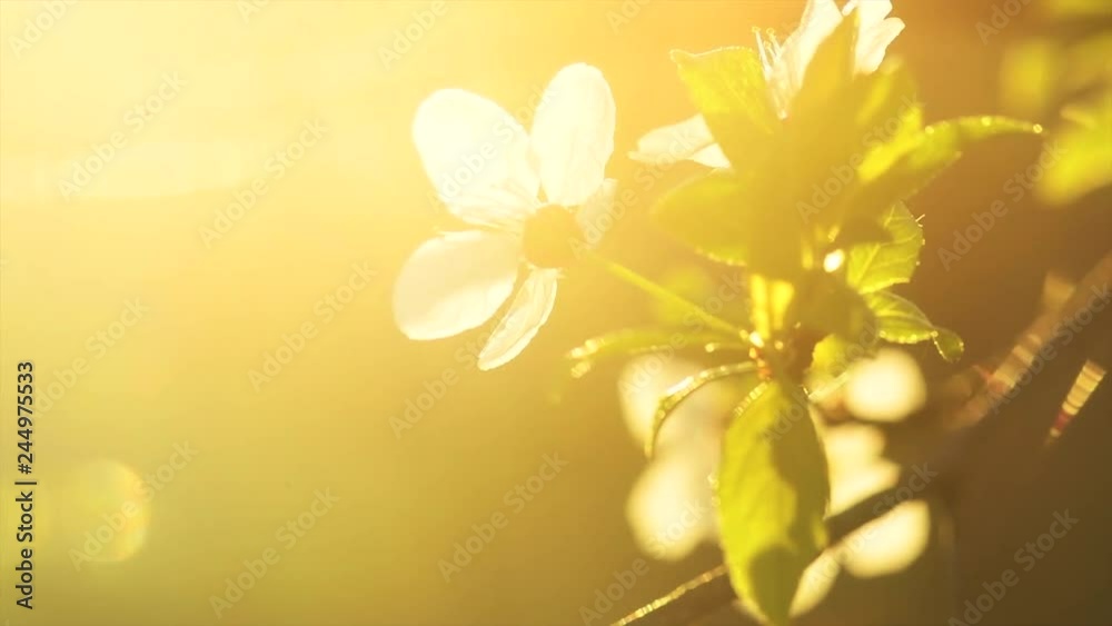 cherry tree blossom background. Spring scene. Blooming plum trees in orchard. Cherry spring flowers closeup. Springtime. Slow motion 4K UHD video