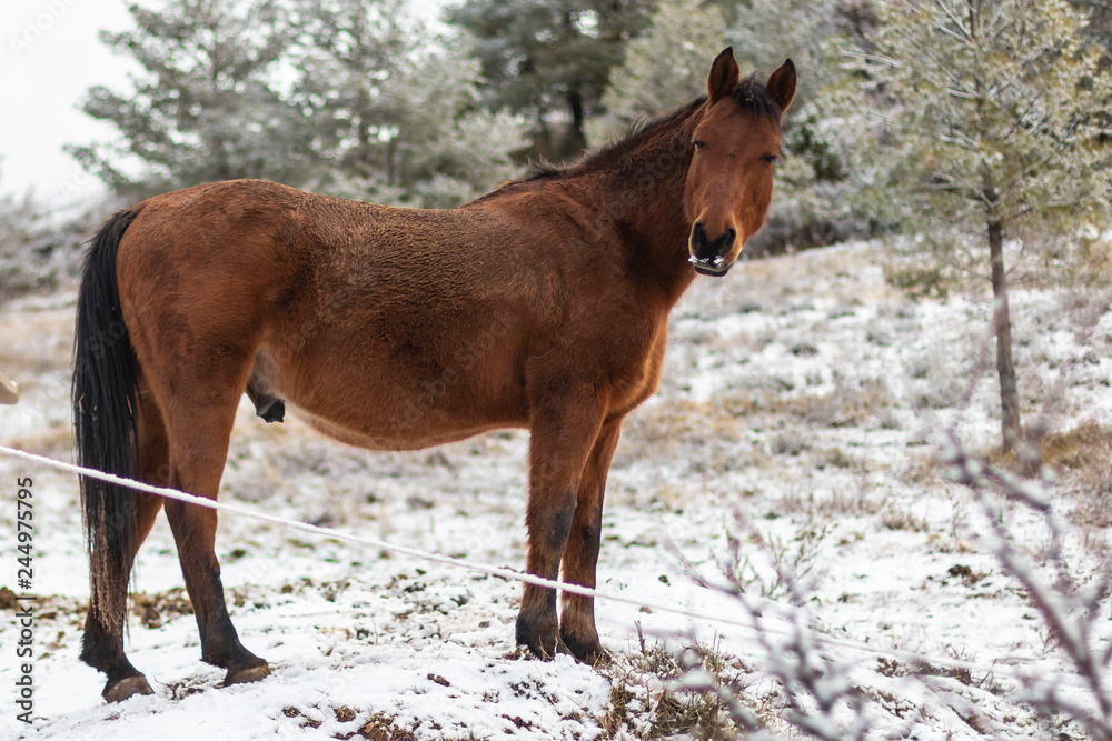 Brown horse on a snowy landscape field Brown horse on a snowy landscape field