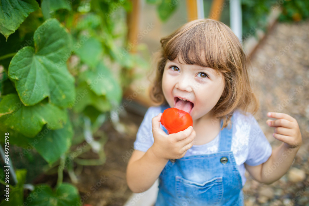 Little girl in the garden, holding red organic tomato Stock Photo ...