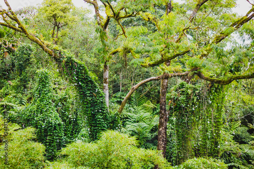 Tropischer Regenwald auf Big Island Hawaii