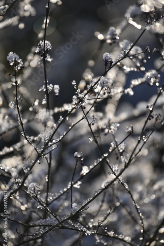 snow crystals on twigs