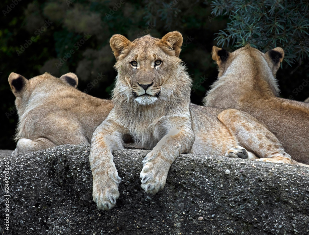 Fototapeta premium Lions on the rock. Latin name - Panthera leo