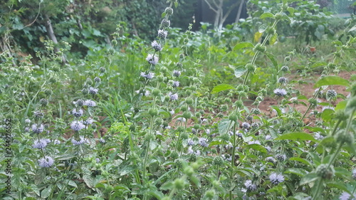 Pennyroyal flowers