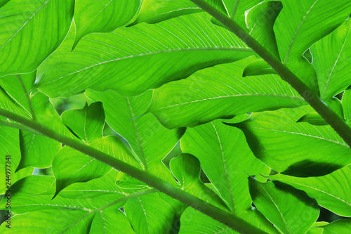 Tropical Green Leaves as Background