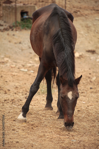 Cavallo marrone con chiazza bianca sopra la fronte, in una fattoria spagnola. Siviglia, Spagna