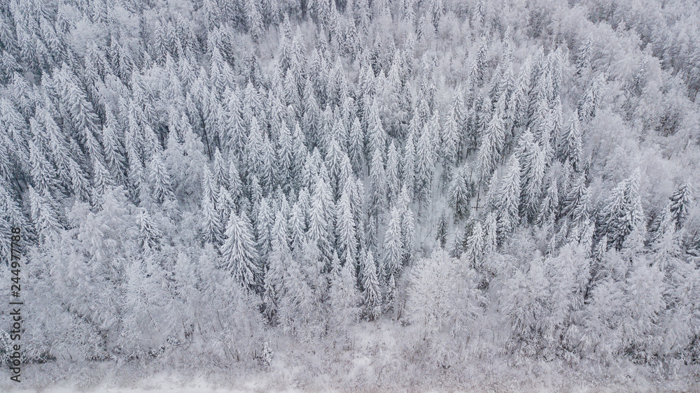 Frozen trees above Frozen trees above
