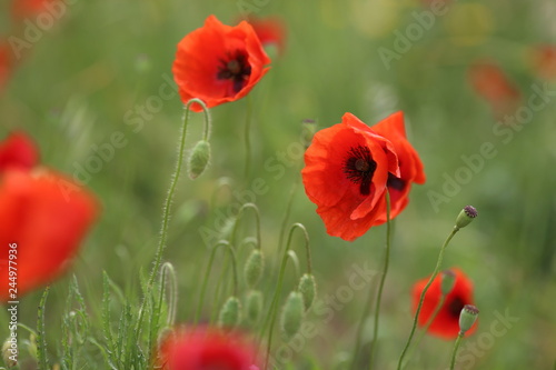 poppy field with flowers and fragrant herbs  landscape