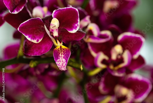 beautiful orchids in nature