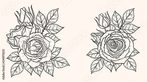 
Rose ornament vector by hand drawing.Beautiful flower on brown background.Blaze rose vector art highly detailed in line art style.Flower tattoo for paint or pattern. 
