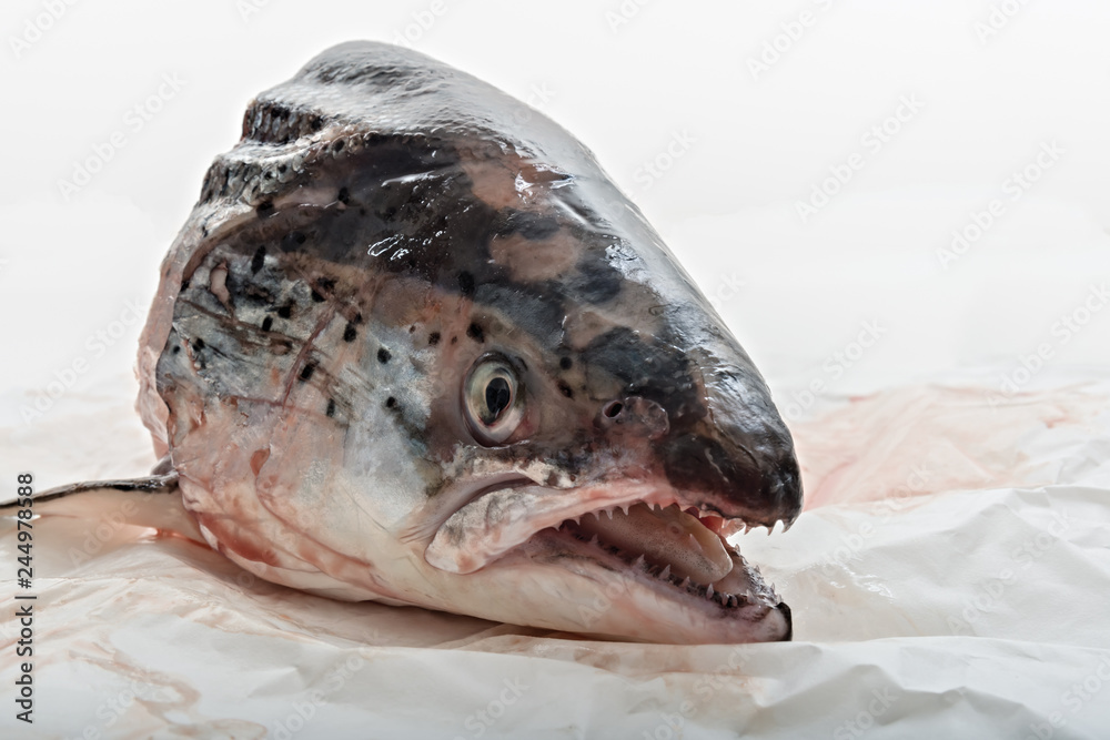 testa di salmone fronte testa di salmone fronte