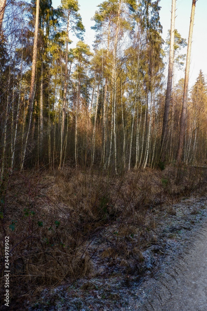 Wassertümpel und Wasserläufe im Wald und Wasserläufe im Wald Wassertümpel und Wasserläufe im Wald und Wasserläufe im Wald