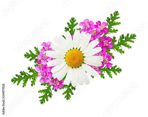 Daisy and pink yarrow flowe...
