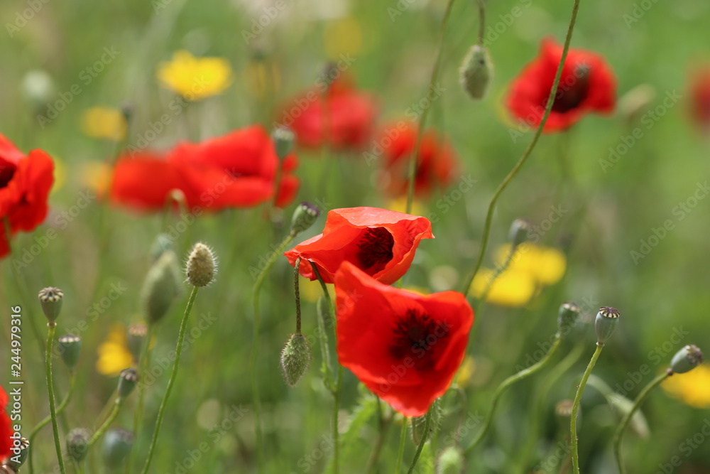 Obraz premium poppy field with flowers and fragrant herbs, landscape