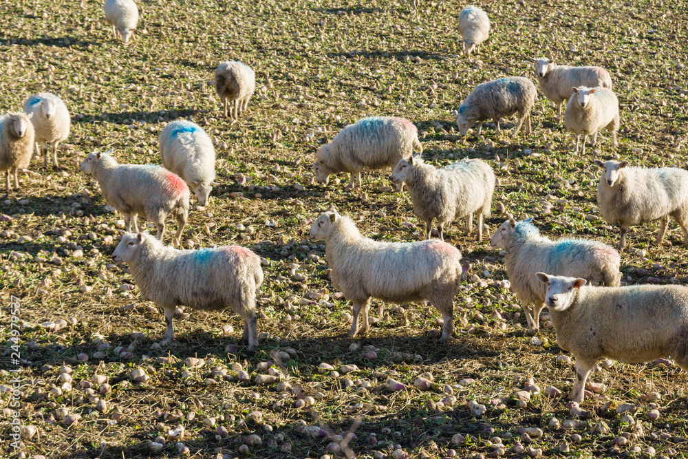 Obraz premium A flock of sheep grazing on stubble turnips a commonly used winter feed when quality grass is in short supply