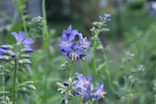 Close up of the blue flowers of an Polemonium plant, also known as Jacob's-ladder or Greek valerian ,Polemoniaceae family in organic garden. Medicinal plants, herbs in the garden.