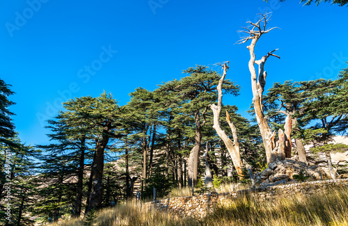 The Cedars of God at Bsharri in Lebanon photo