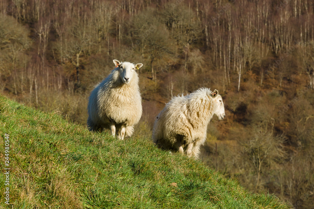 Fototapeta premium Welsh mountain sheep on an upland hill near Llangollen a hardy breed suited to the harsh hill and mountain ranges of Wales usually kept outdoors all year round