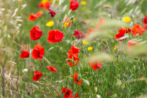 poppy field with flowers and fragrant herbs, landscape