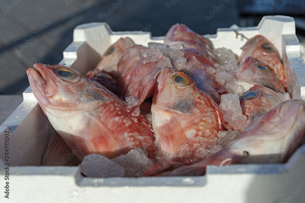 cassetta pesce di mare