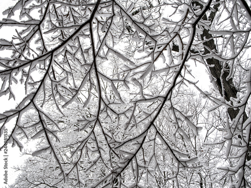 silhouetted tree branches covered with snow