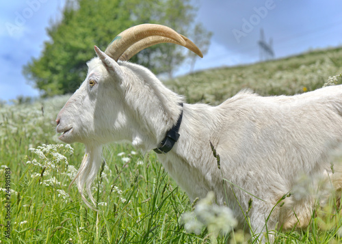 domestic goat in green alpine meadow
