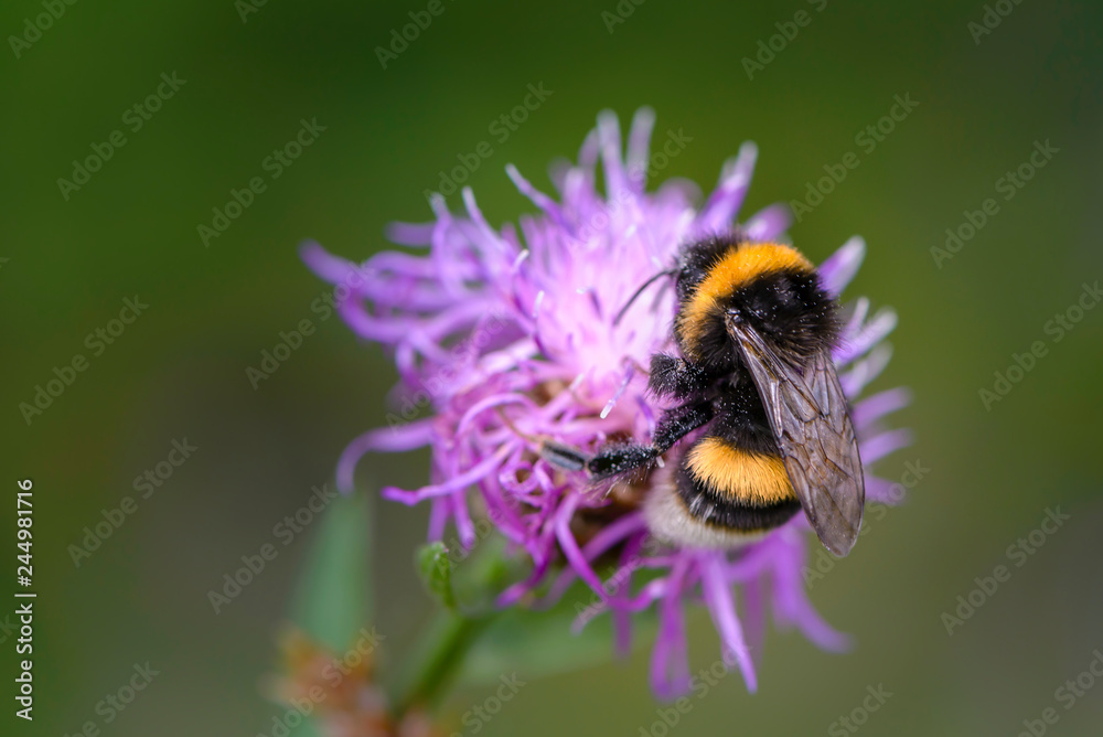 Bumblebee collecting nectar on a violet flower of sow-thistle Bumblebee collecting nectar on a violet flower of sow-thistle