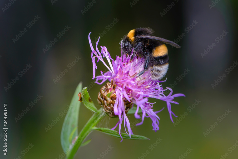 Bumblebee collecting nectar on a violet flower of sow-thistle Bumblebee collecting nectar on a violet flower of sow-thistle