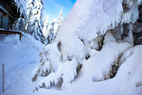 Winter landscape, snow-covered trees in the mountains. Karkonosze, Poland.