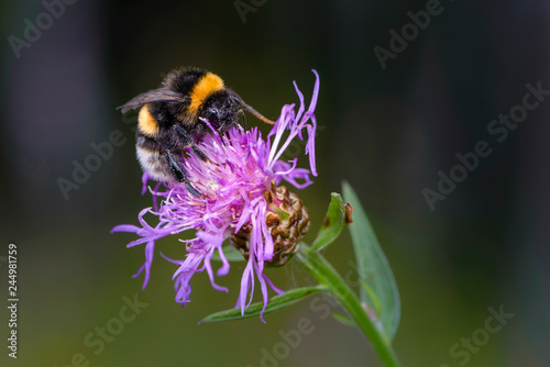 Bumblebee collecting nectar on a violet flower of sow-thistle © alex_1910