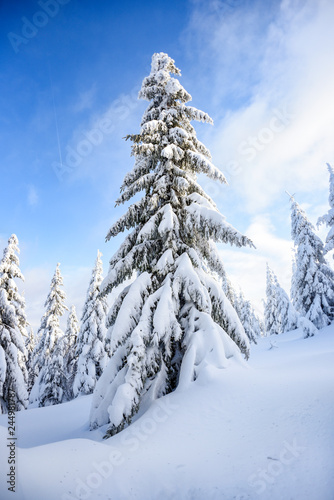 Winter landscape, snow-covered trees in the mountains. Karkonosze, Poland.