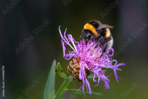Bumblebee collecting nectar on a violet flower of sow-thistle © alex_1910