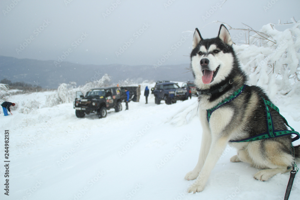 Winter offrode and Husky dog. Expedition to the top of the mountain. Snowy summits. Machines are stuck in the snow. Ukraine. Carpathian Winter offrode and Husky dog. Expedition to the top of the mountain. Snowy summits. Machines are stuck in the snow. Ukraine. Carpathian