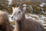Portrait of a bighorn sheep sitting in a meadow in the wild