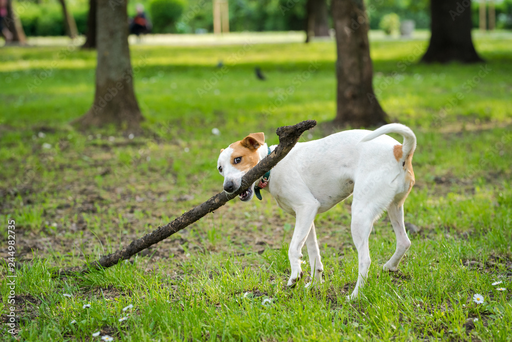Jack Russell Terrier playing in the park with a stick