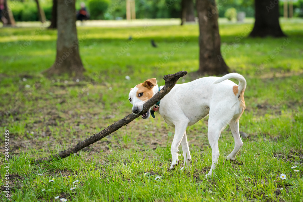 Jack Russell Terrier playing in the park with a stick Jack Russell Terrier playing in the park with a stick