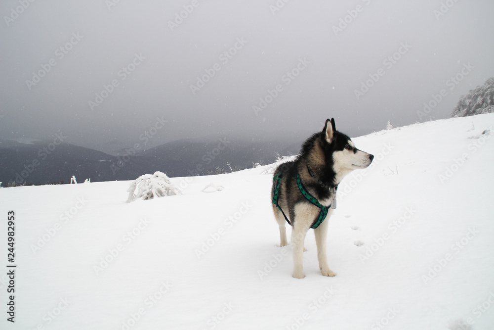 Husky dog runs in the mountains. Snowy summits. Walking the dog. Hiking. Wolf in the Carpathians. Black and white dog and snow Husky dog runs in the mountains. Snowy summits. Walking the dog. Hiking. Wolf in the Carpathians. Black and white dog and snow