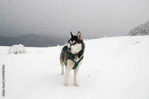 Husky dog runs in the mountains. Snowy summits. Walking the dog. Hiking. Wolf in the Carpathians. Black and white dog and snow © Yaroslav