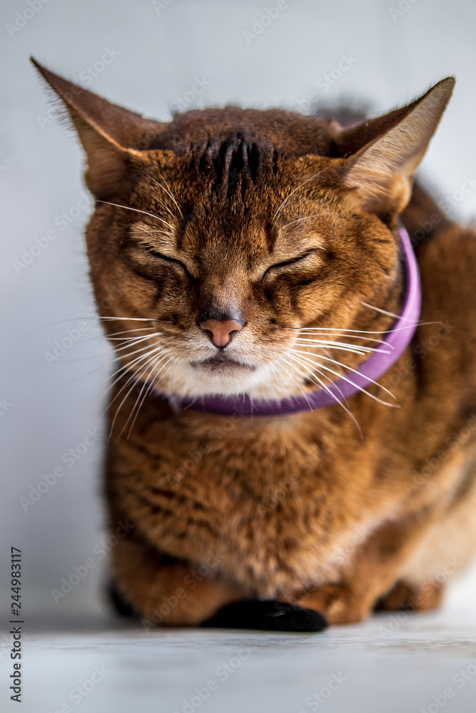 Portrait of a cat of the abyssinian breed Portrait of a cat of the abyssinian breed