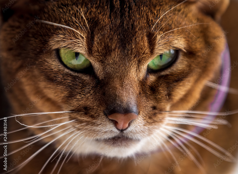 Close portrait of a cat of the abyssinian breed