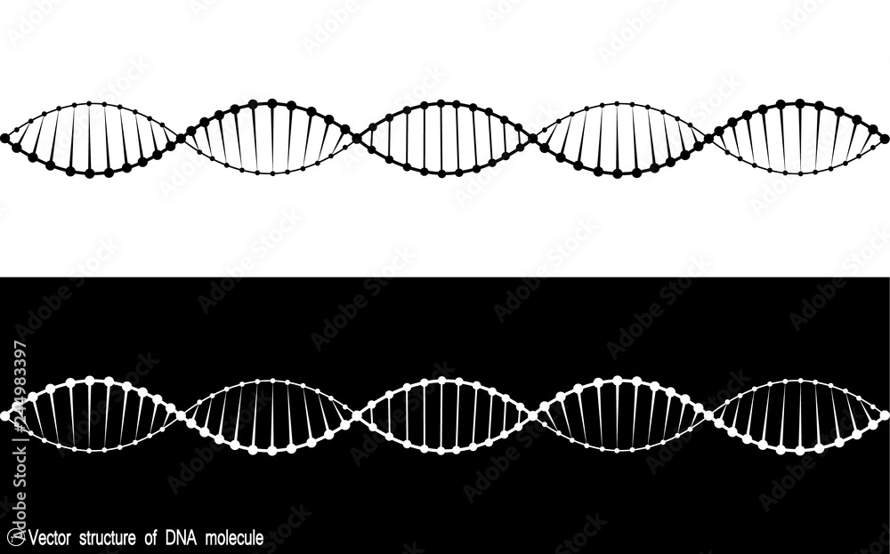 A set of two variants of the DNA molecule. black and white variety