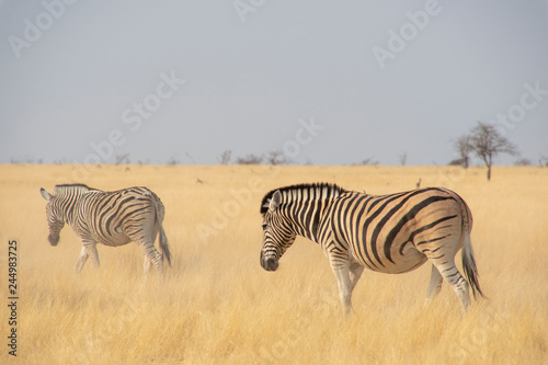 Zebras in Etosha - Namibia.