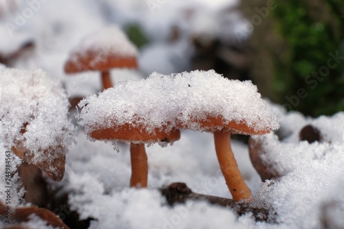 Zimowe grzyby - trąbka zimowa pod śniegiem photo