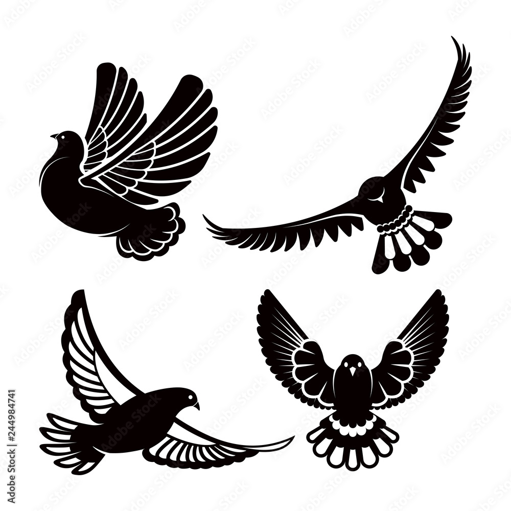 Obraz premium Pigeon or dove, white bird flying with spread wings in sky or sitting set.