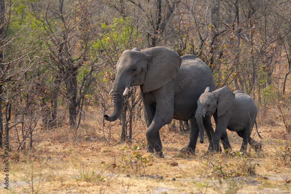 Fototapeta premium Elephants in Chobe N.P. Botswana.